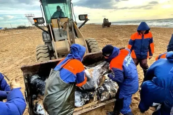 Турбизнес просит помочь Анапе